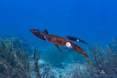 Bonaire2023-3