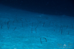 Bonaire2023-31