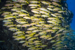 Aegypten-SomaBay-Juni2024-117