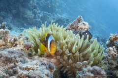 Aegypten-SomaBay-Juni2024-128