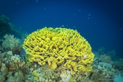 Aegypten-SomaBay-Juni2024-166