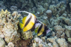 Aegypten-SomaBay-Juni2024-4