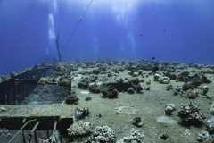 Aegypten-SomaBay-Juni2024-60