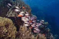 Aegypten-SomaBay-Juni2024-74