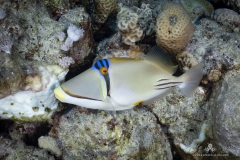 Aegypten_Nov2024-28