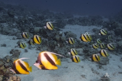Aegypten_Nov2024-31
