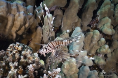 Aegypten_Nov2024-60