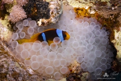 Aegypten_Nov2024-65