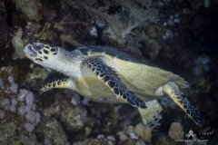 Aegypten_Nov2024-66