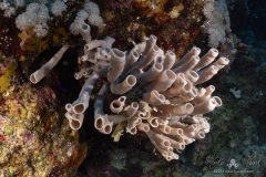 Aegypten_Nov2024-71