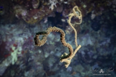 Aegypten_Nov2024-84