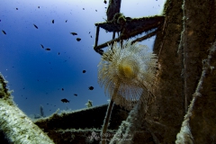 Gozo_UW-18