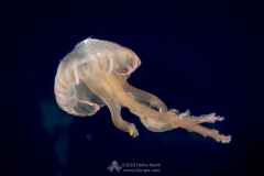Gozo_UW-33