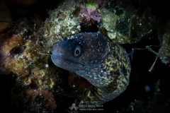 Gozo_UW-55