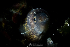 Gozo_UW-56