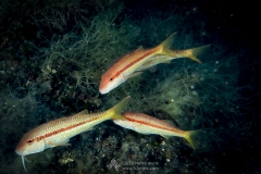 Gozo_UW-57