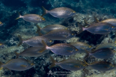Gozo_UW-60