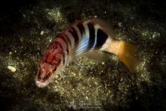 Gozo_UW-61