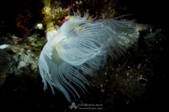 Gozo_UW-62