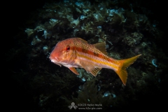 Gozo_UW-63