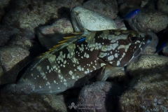 Gozo_UW-64