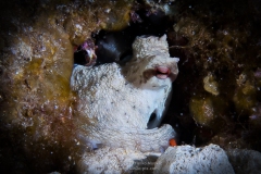 Gozo_UW-65