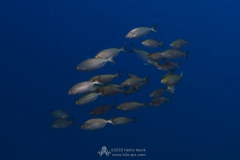 Gozo_UW-85
