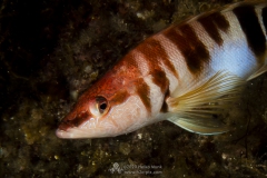Gozo_UW-92